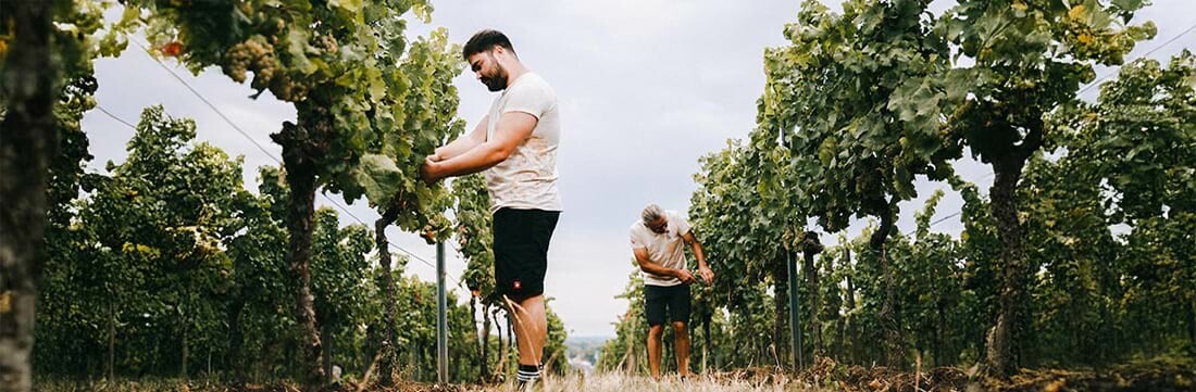 Weingut Bassermann-Jordan